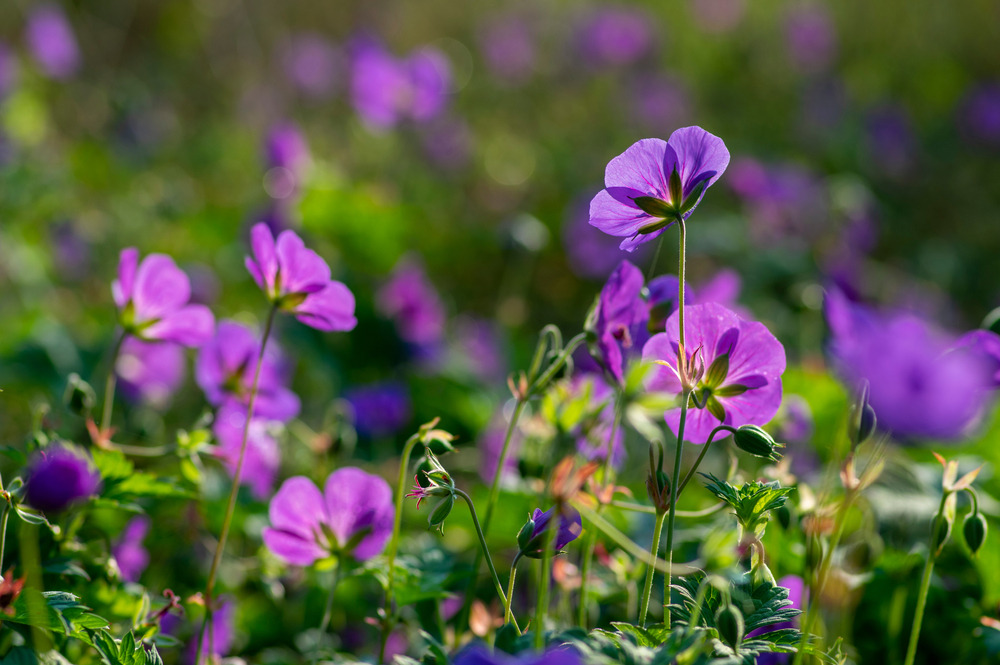 Cranesbills group of blue ornamental flowers, Geranium Rozanne flowers in bloom, green leaves