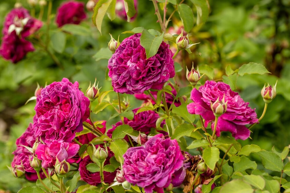 A cluster of Munstead Wood roses in full bloom, displaying deep crimson petals with a lush green background.