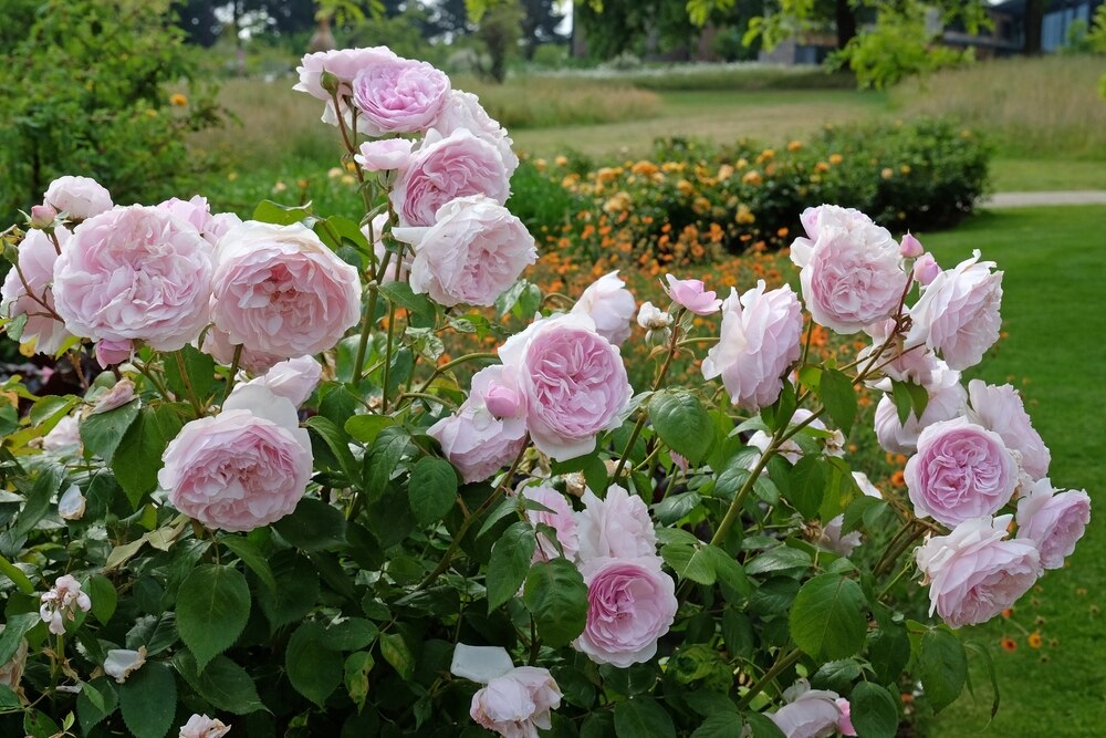 A lush Olivia Rose Austin bush in full bloom, showcasing clusters of soft pink, delicate roses in a garden setting.