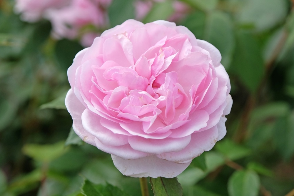 Close-up of a blooming Olivia Rose Austin, showcasing its delicate pink petals and lush, rounded flower head.