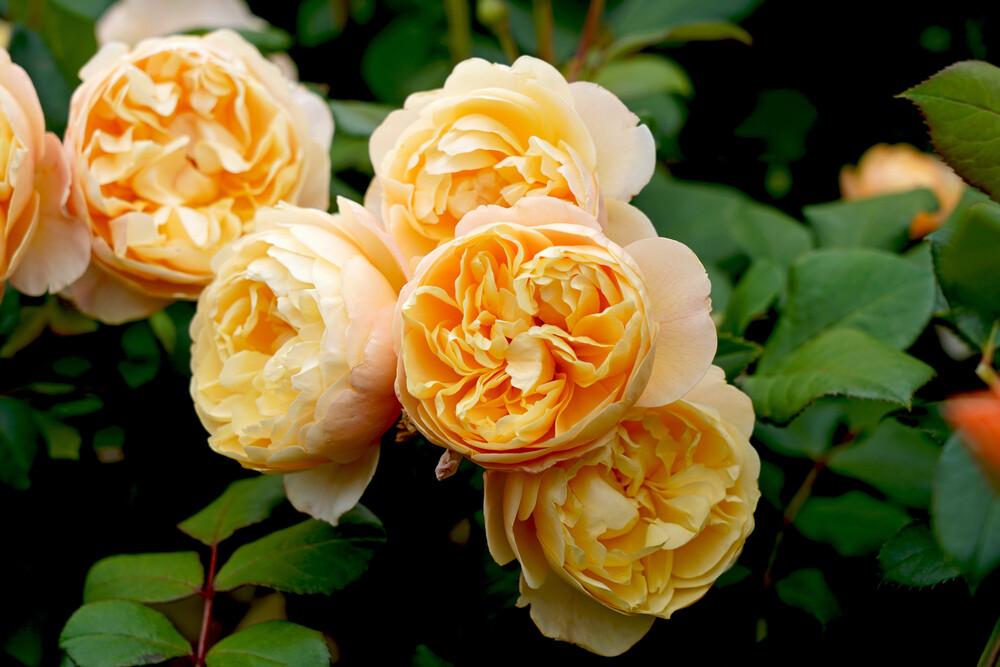 Close-up of David Austin's Roald Dahl rose, featuring soft apricot blooms with delicate, ruffled petals surrounded by lush green foliage.