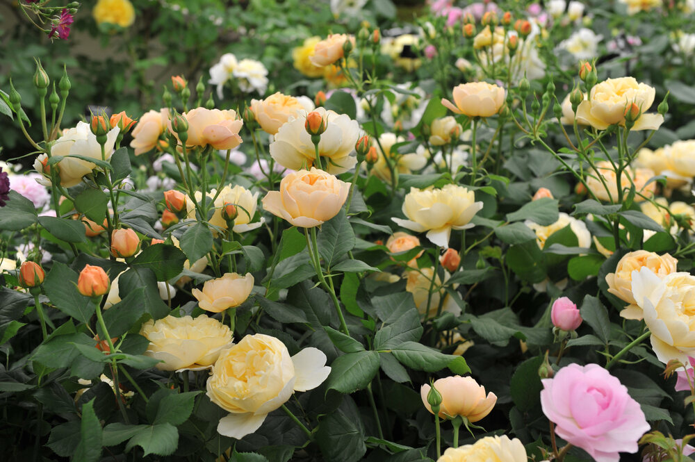 A vibrant garden filled with Roald Dahl shrub roses, showcasing soft peachy-yellow blooms in various stages of opening. The lush green leaves surround the flowers, with a few pink and white roses adding contrast in the background.