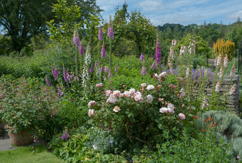 Pink roses in full bloom surrounded by tall foxgloves and lush greenery, creating a charming English cottage garden scene