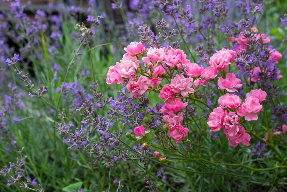 Bright pink roses bloom among purple catmint in a garden setting.