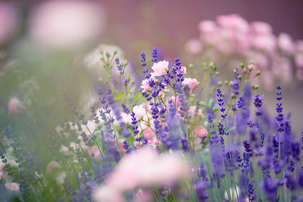 Soft-focus image of pink roses and purple lavender growing together in a garden.