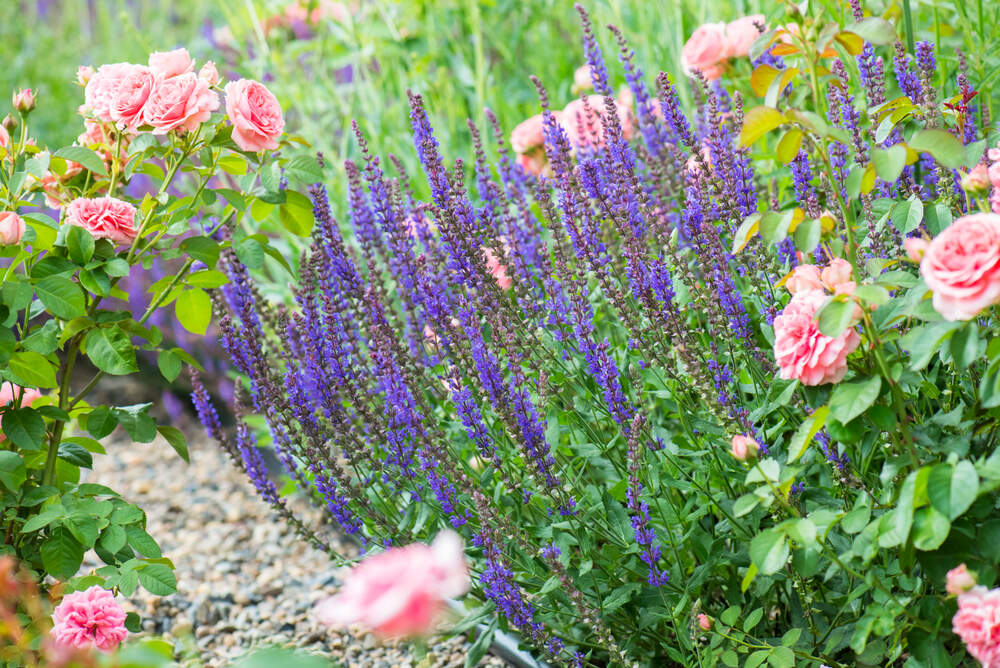 Pink roses paired with vibrant purple Salvia create a stunning contrast in a sunlit garden bed.