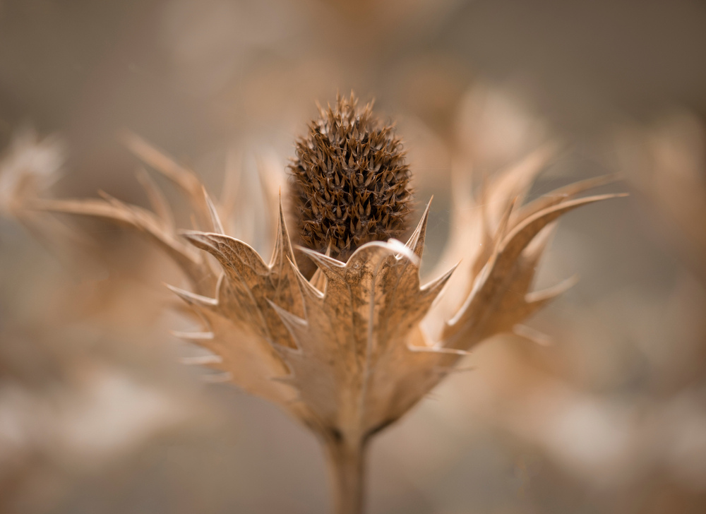 Close-up of a dried Eryngium (Sea Holly) flower with its sharp, spiky bracts and rich brown seed head, creating a striking contrast against the soft, muted background.