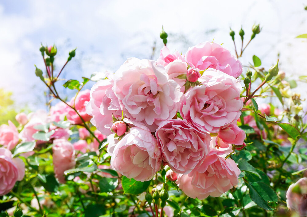 A cluster of delicate pink Generous Gardener climbing roses in full bloom, basking in sunlight with unopened buds and green foliage, set against a bright, airy background.