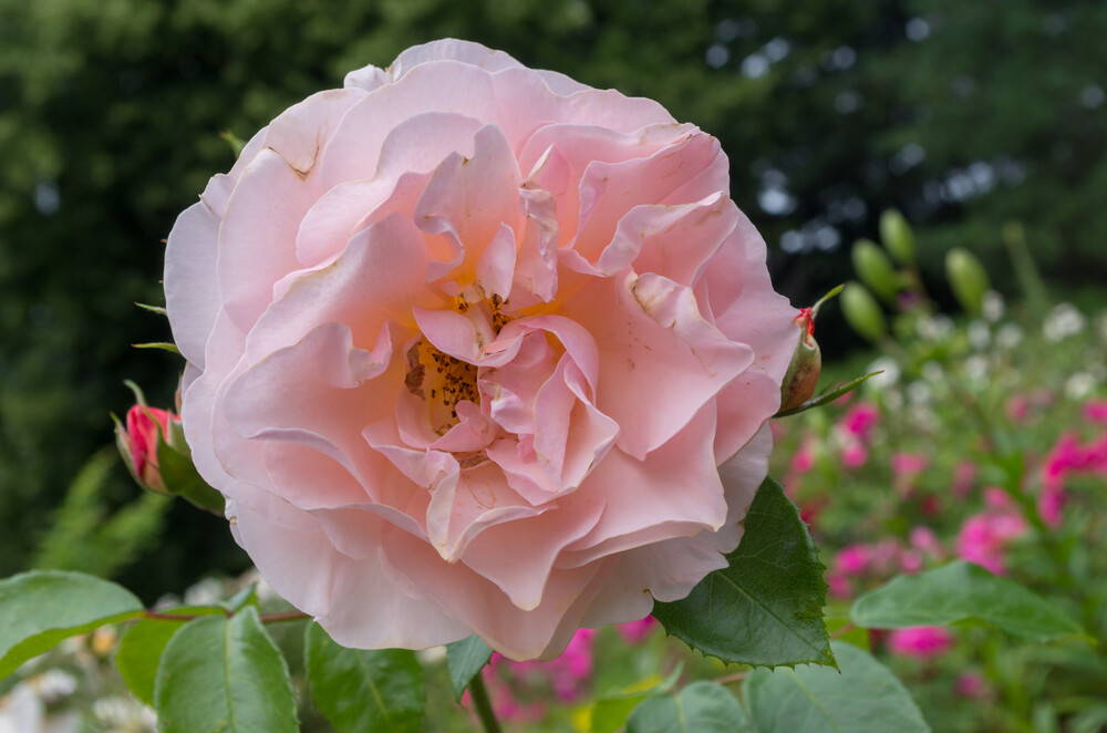 A close-up of a soft pink Generous Gardener rose in full bloom, its delicate petals unfurling amidst lush green leaves, with a hint of unopened buds and a blurred garden background.