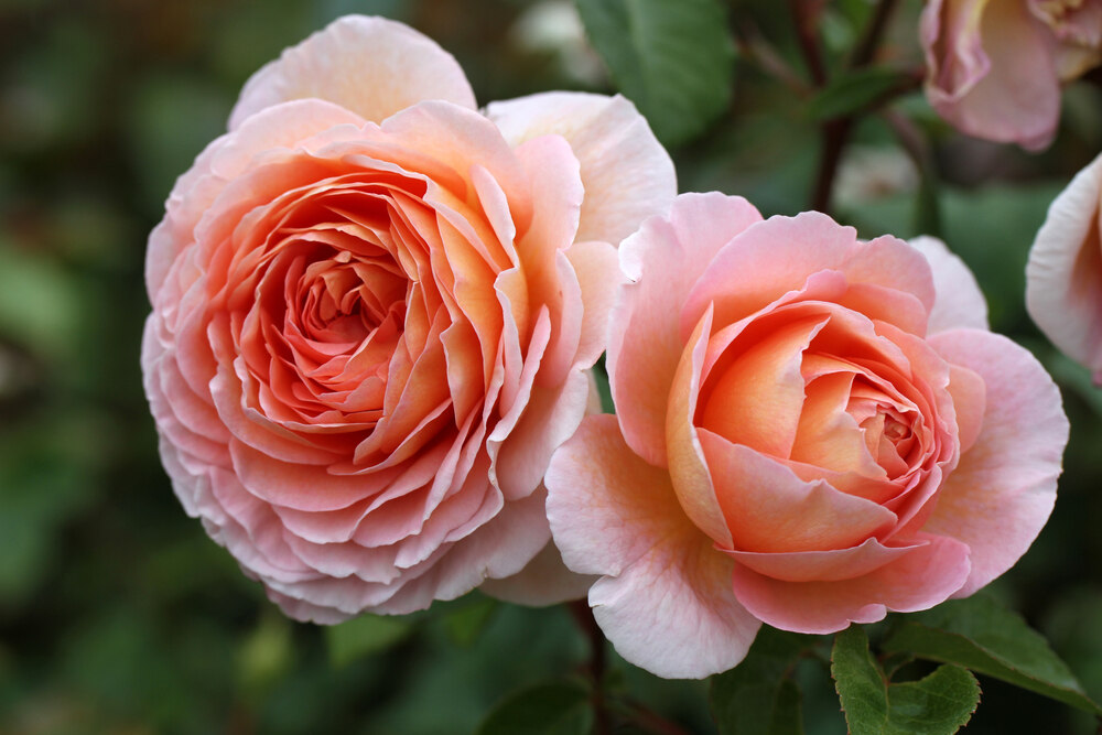 A close-up of an apricot-pink rose in full bloom, showcasing its soft, layered petals with a delicate gradient of color from pale pink to warm apricot, set against lush green foliage.