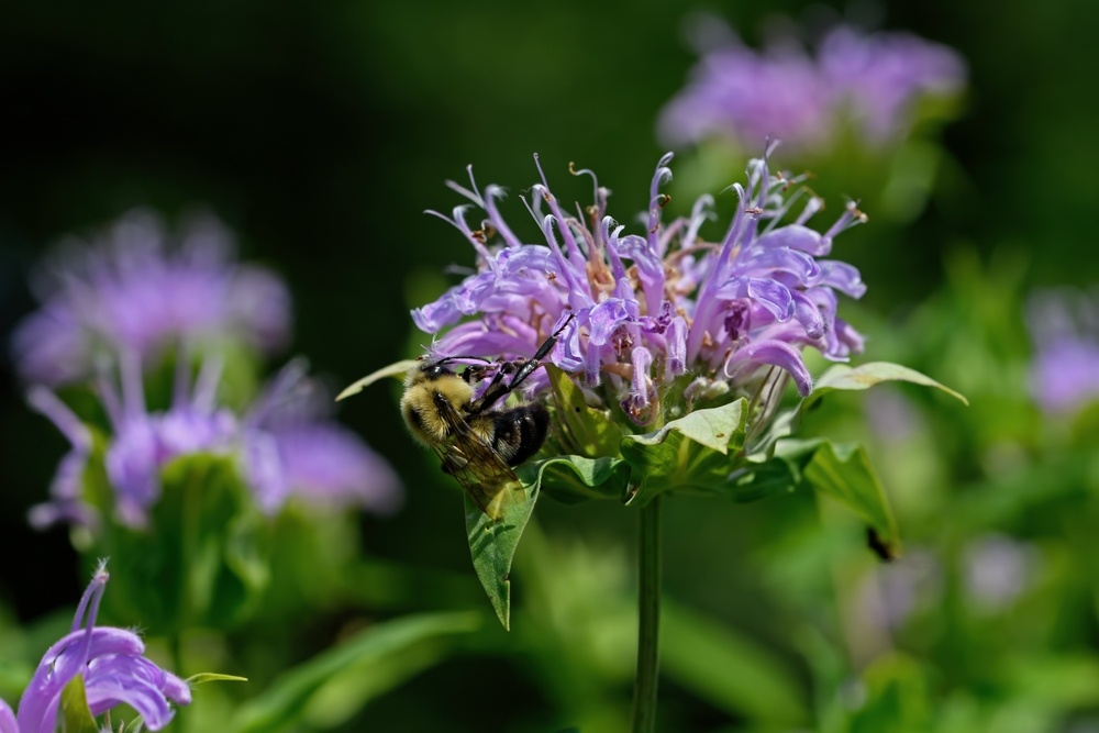 A bumblebee gathers nectar from a vibrant, lavender-hued bee balm flower with delicate, slender petals.