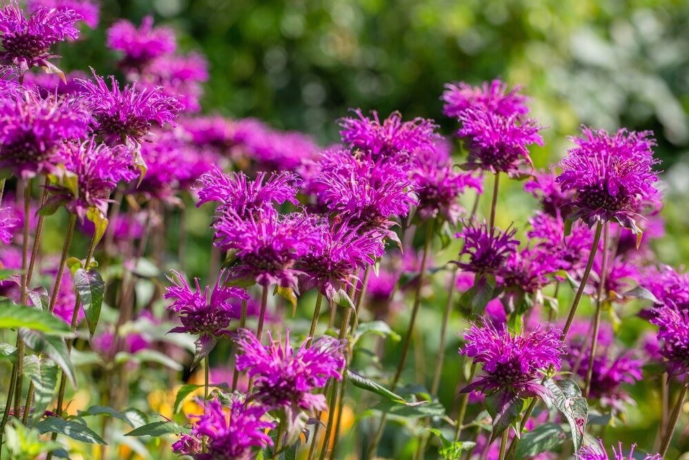 Close-up of vibrant purple bee balm flowers in full bloom, with their unique, spiky petals standing tall against a backdrop of greenery.