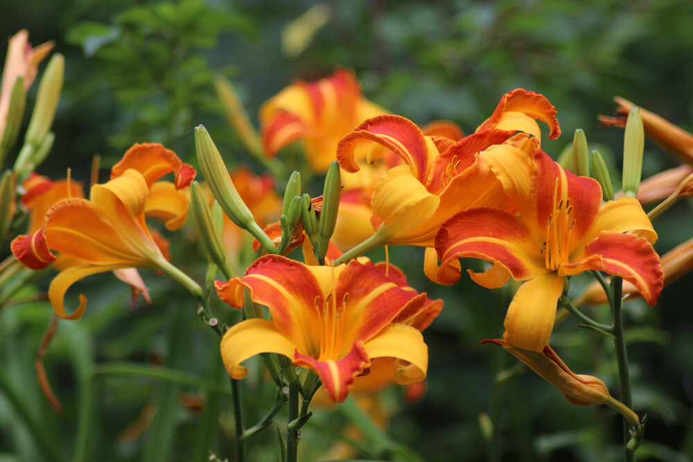 Vibrant orange and red daylilies in full bloom, with some buds yet to open, surrounded by lush green foliage.