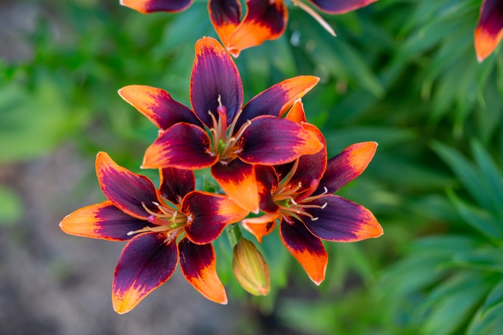 Close-up of vibrant bicolour lilies with deep purple centres and orange edges in full bloom, set against a background of lush green foliage.