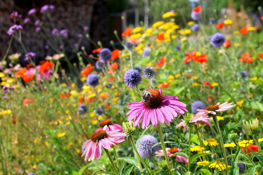 A vibrant garden with pink echinacea and colorful wildflowers in bloom including thistles