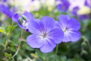 Close-up of Geranium Rozanne flowers, showcasing vibrant violet-blue petals with delicate white centres and soft veining, set against lush green foliage.