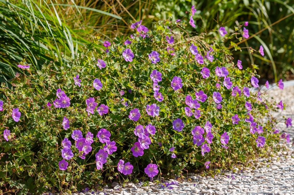 A well-established Geranium 'Rozanne' plant growing in a garden border, its violet-blue flowers blooming profusely amidst green foliage and surrounded by a gravel path.