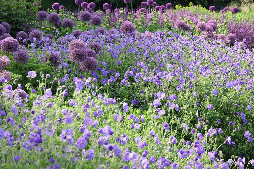 A garden filled with violet-blue Geranium 'Rozanne' flowers, interspersed with tall purple Allium blooms.