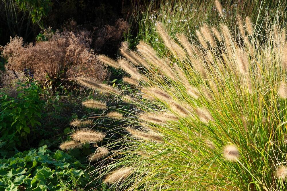 A tuft of ornamental grass with long, arching stems and soft, feathery plumes swaying in the sunlight, adding movement and texture to a garden scene.

