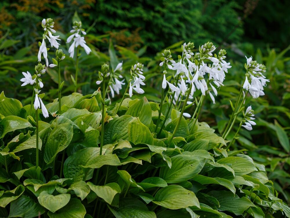 A large clump of Hosta with broad, green leaves and tall white flower spikes in full bloom, standing out against a lush, green garden backdrop.