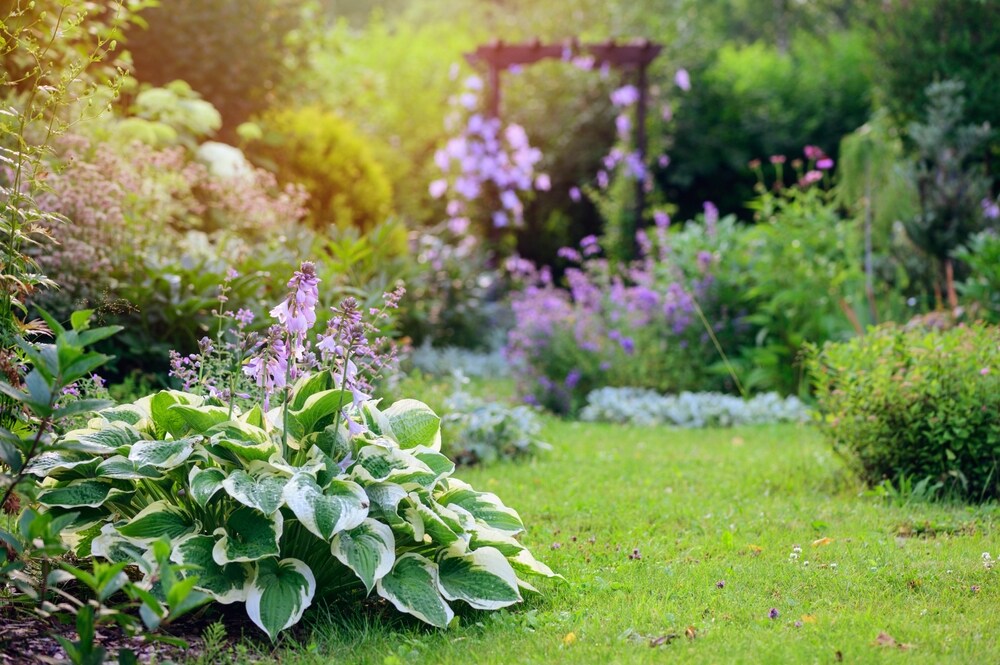 A large hosta plant with variegated leaves and lavender flowers, surrounded by a lush garden in soft sunlight.