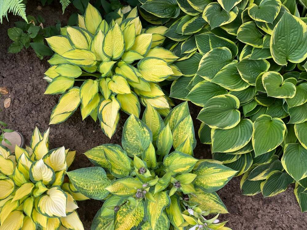 A vibrant collection of hostas in varying shades of green and yellow with thick, textured leaves, arranged in a shaded garden bed.

