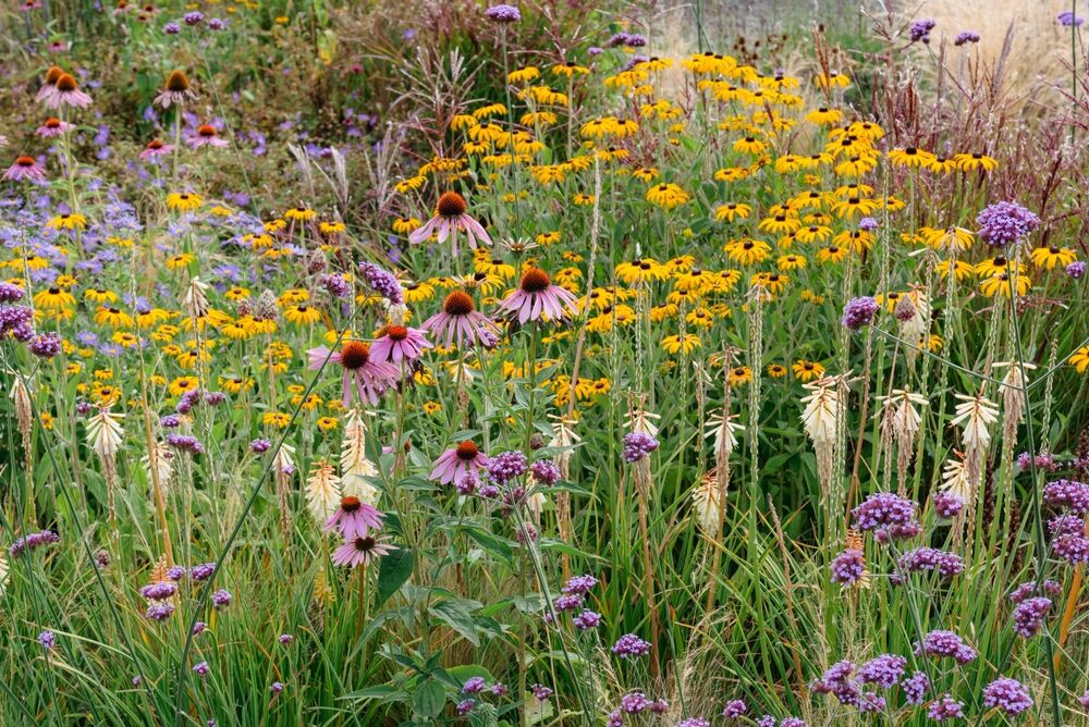 A vibrant perennial garden filled with low-maintenance plants such as coneflowers (Echinacea), black-eyed Susans (Rudbeckia), and verbena, creating a colorful and pollinator-friendly meadow-like display.