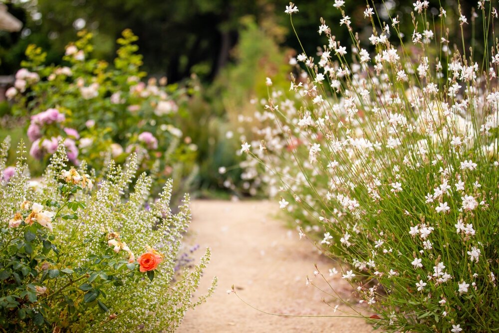 A garden path lined with perennial plants, featuring clusters of delicate white flowers on the right and lush greenery with pink roses and an orange flower on the left, creating a vibrant and peaceful outdoor scene.