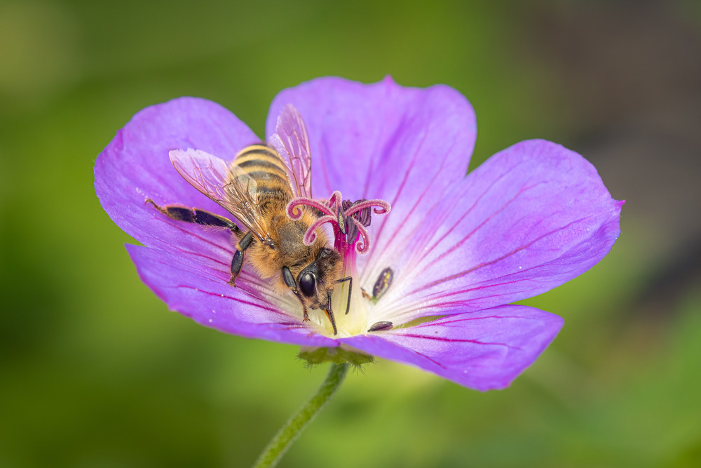 A honeybee collecting nectar from a vibrant purple Geranium 'Rozanne' flower, highlighting the plant's role in supporting local wildlife and pollinators.