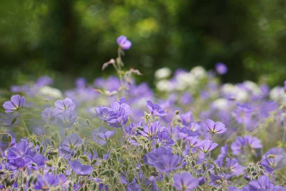 A soft focus image of Geranium 'Rozanne' in full bloom, with delicate violet-blue flowers swaying gently in the breeze, set against a lush green garden background.