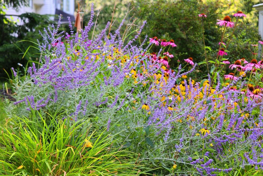 Russian sage in full bloom, surrounded by vibrant perennials like echinacea and black-eyed Susans, creating a colourful flower bed.