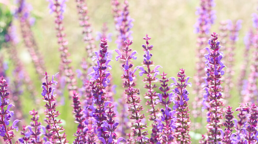 Close-up of tall spires of Russian sage with delicate purple-blue flowers, softly lit in the sunshine.