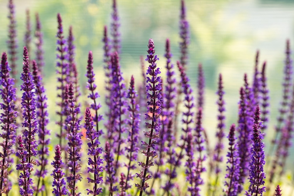 A close-up of Salvia 'Caradonna' with tall, dark purple flower spikes standing upright against a backdrop of green foliage, showcasing its vibrant color and elegant form.