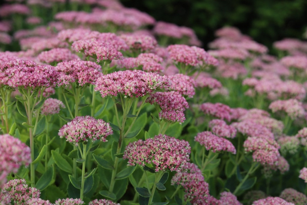 A cluster of light pink Sedum flowers, their succulent green leaves forming a lush base, in full bloom.