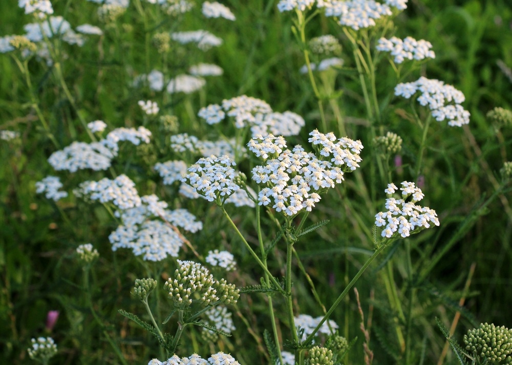 Close-up of white yarrow flowers in bloom, with their delicate clusters standing tall against a backdrop of green foliage.