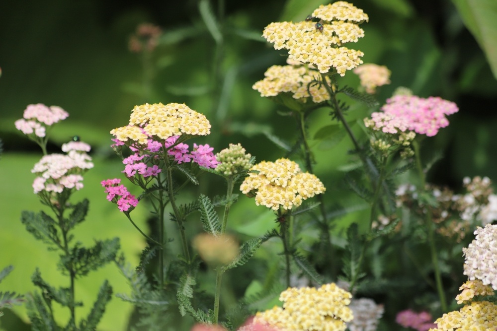 Close-up of various shades of yellow, pink, and white yarrow flowers (Achillea) growing in a garden, with delicate fern-like foliage in the background.